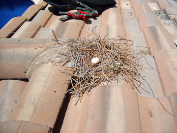 Pigeon nest found during AZ bird removal inspection