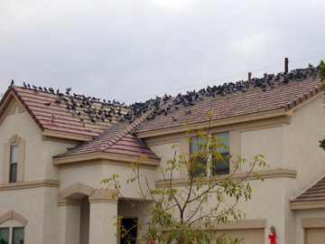 pigeons perching on roof