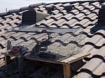 AZ bird removal specialists safely removing birds from a roof
 