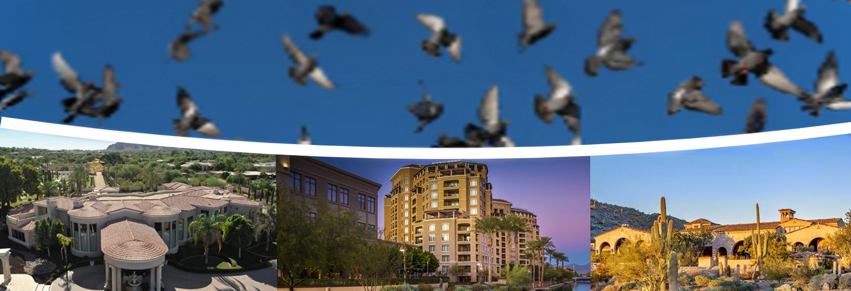 Arizona commercial and residential pigeon control services